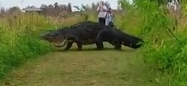 LOOK: Enormous reptile proves there are bigger gators than Patric Young
